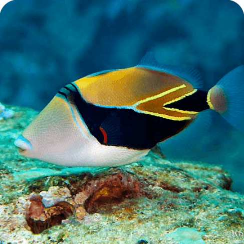 Reef Triggerfish