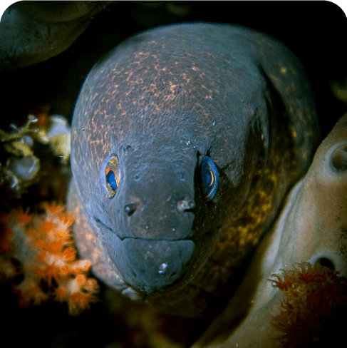 Moray Eel