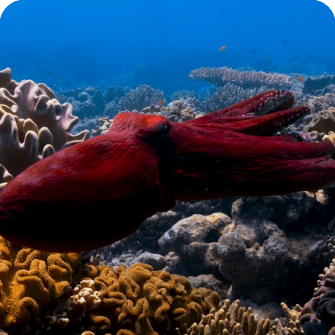 Day Octopus