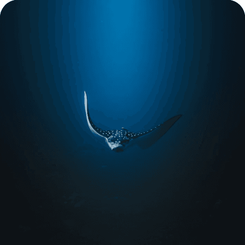 Spotted Eagle Ray