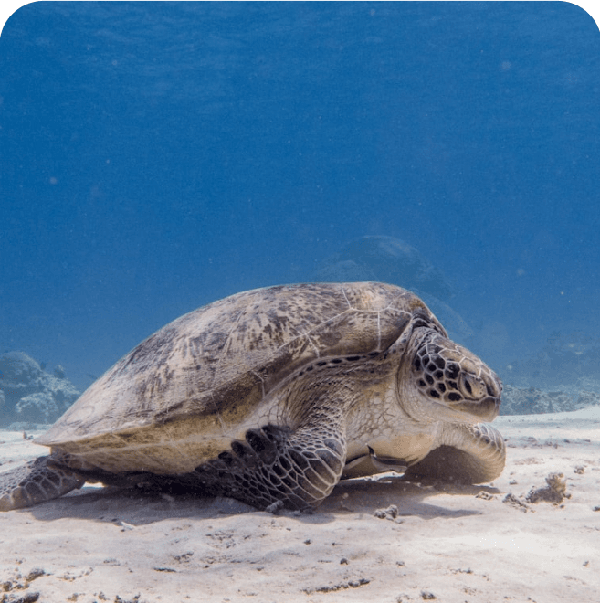 Green Sea Turtle