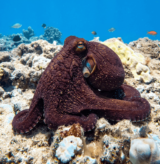 A diver’s guide to Hawaii’s nearshore marine life: Masters of the Hunt