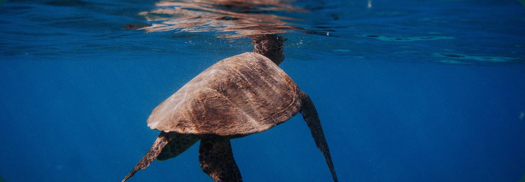 Why Lu‘uLive is the best site for monitoring dive conditions across Oʻahu