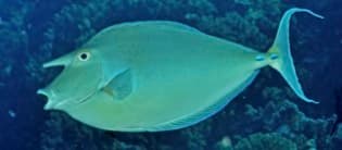Bluespine Unicorn Fish