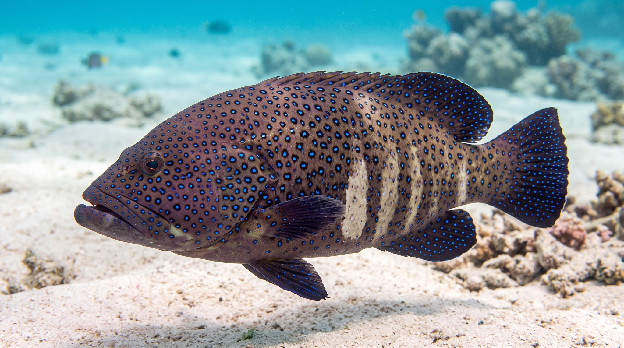 Roi / Peacock Grouper