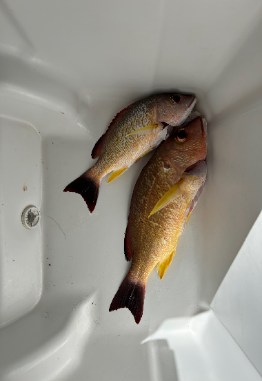 To'au / Blacktail Snapper