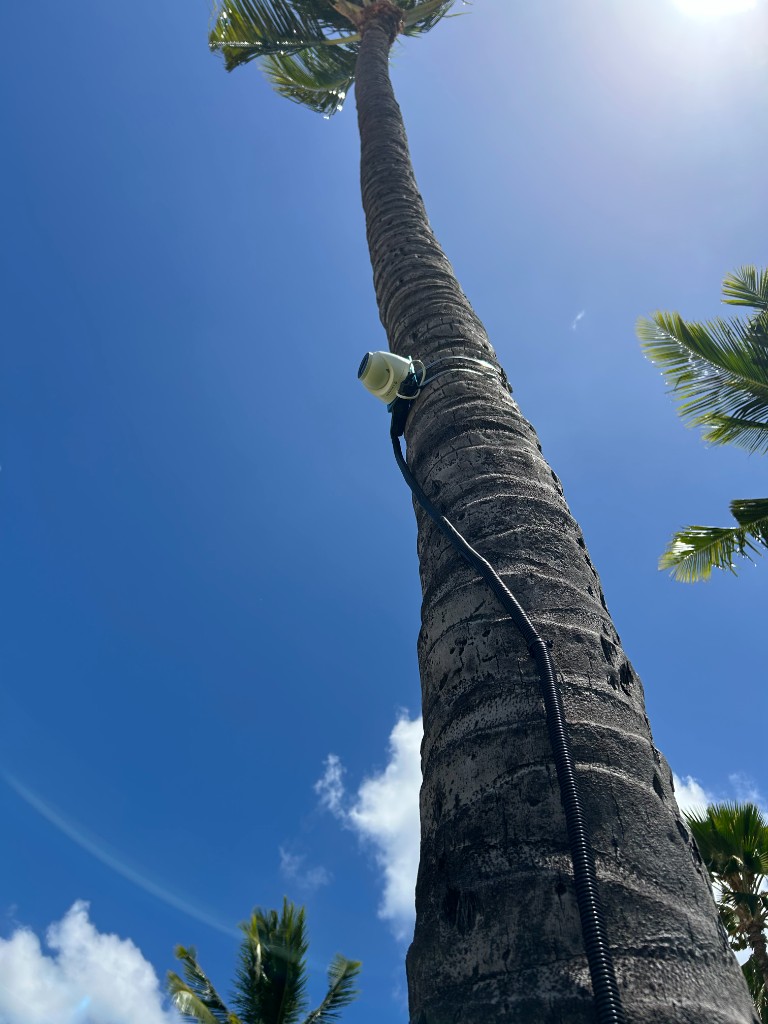 Surfcam mounted high up in a coconut tree near Ko Olina in West Oʻahu.